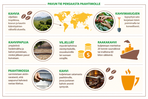 Infograafi, jossa kerrotaan kahvipavun matka pensaasta paahtimolle.