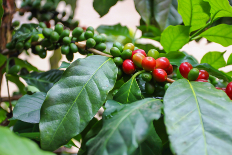 Valokuva kahvipensaan oksasta, jossa punaisia ja vihreitä kahvipapuja ja kahvipensaan lehtiä.