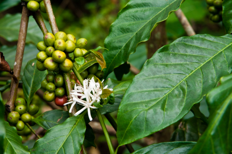 Valokuva kahvipensaan oksasta, jossa vihreitä papuja ja valkoinen kukka ja kahvinpensaan lehtiä.